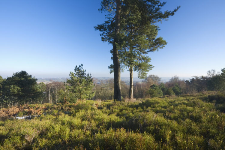 View from Cofton Hill. Lickey Hills Country Park. Worcestershire. England. UK.