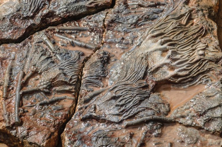 Fossils - Morocco