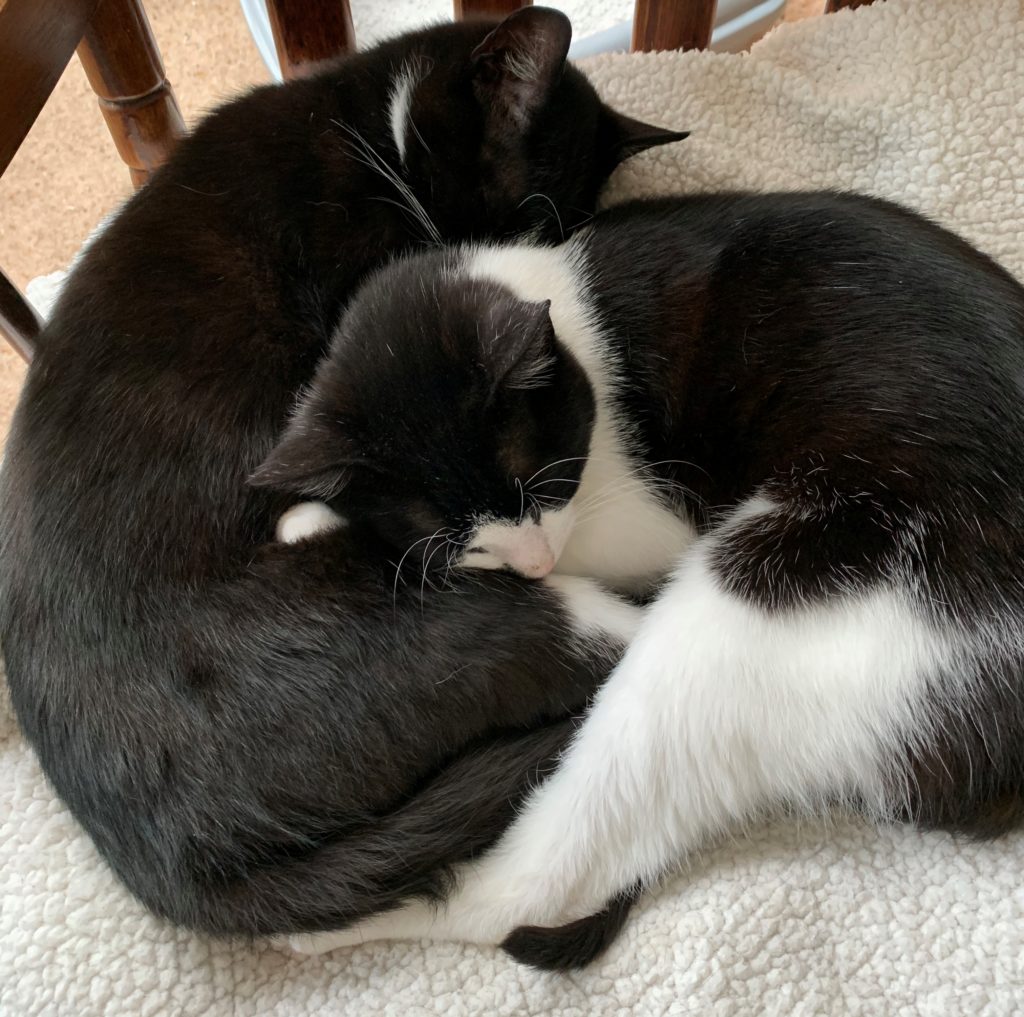 Two black and white cats cuddling on rocking chair