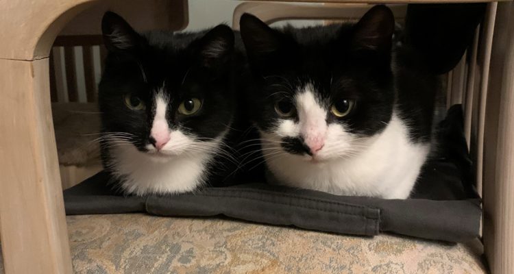 Two black and white cats sitting on a chair next to each other.