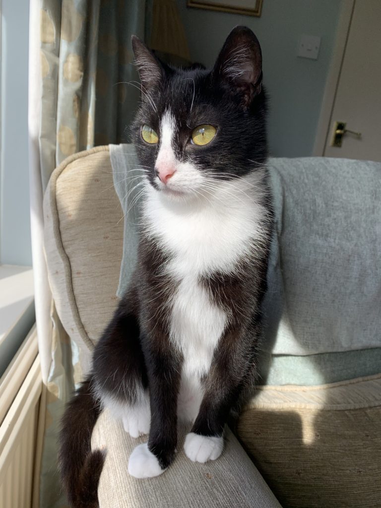 Black and white cat sitting on the arm of a chair in the sun
