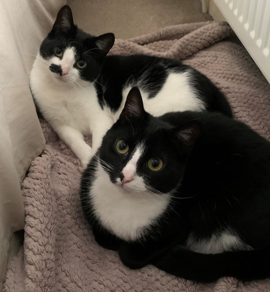 Two black and white cats laying together on fluffy blanket