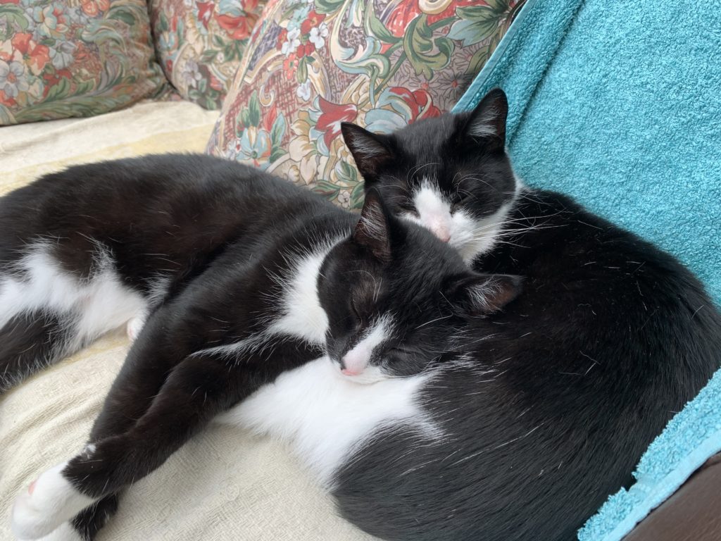 Two black and white cats sleeping together on sofa