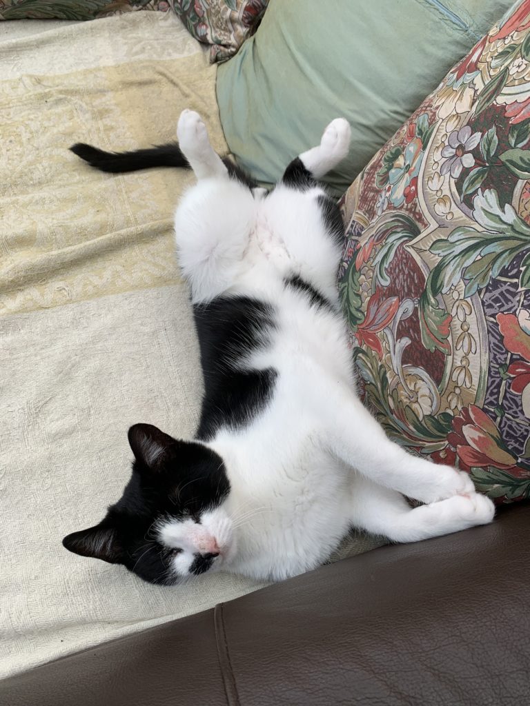 Black and white cat sleeping on sofa on his back