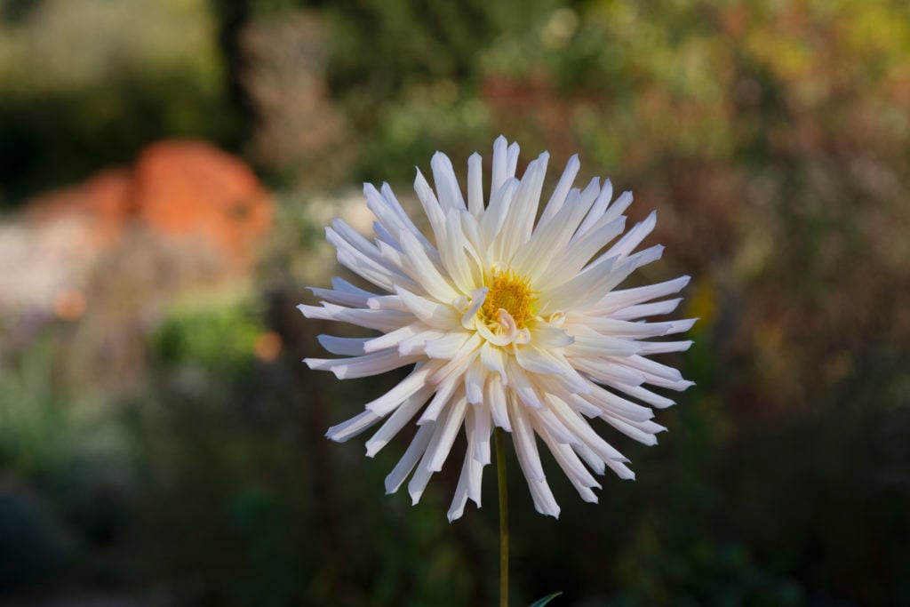 Autumn At Winterbourne Botanic Garden In Birmingham