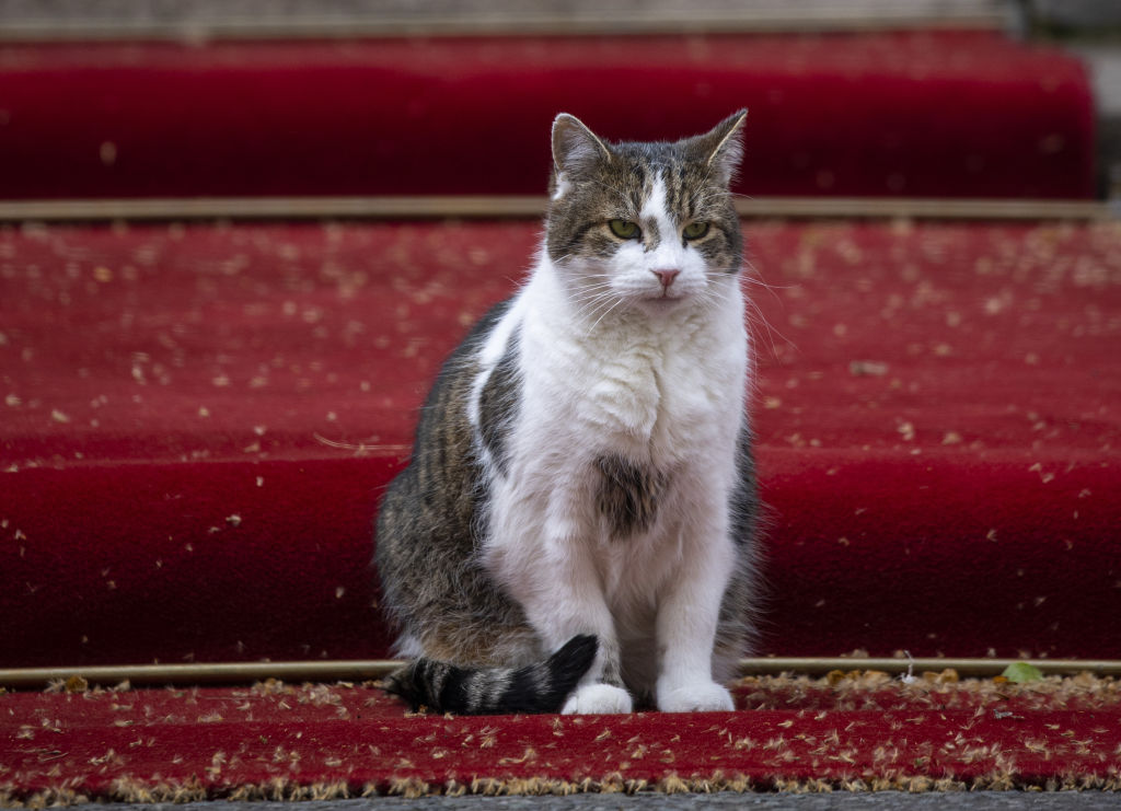Larry the cat of Downing Street