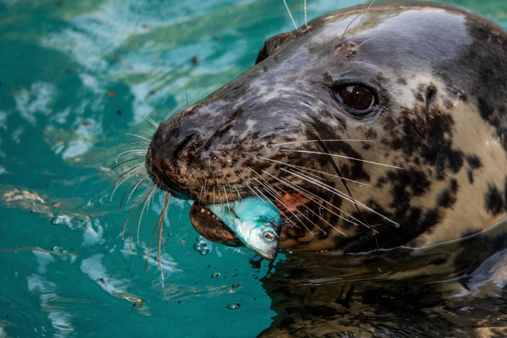 Grey seal eating frozen fish to cool off in the Zoo