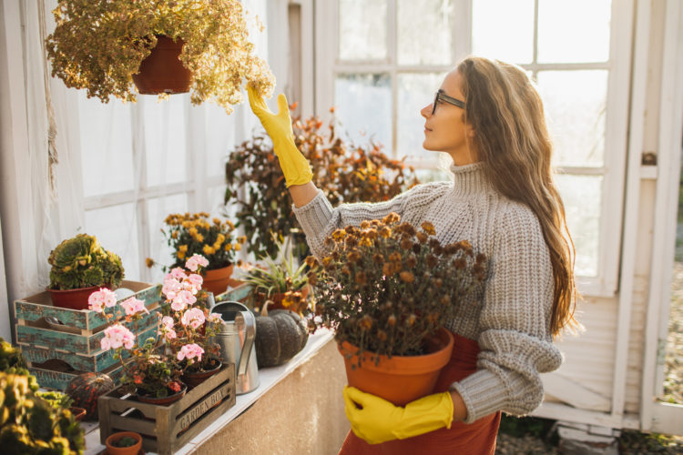 Woman gardener in orange apron taking care potted houseplant in greenhouse surrounded by plants and pots, using metal watering can. Home gardening,...