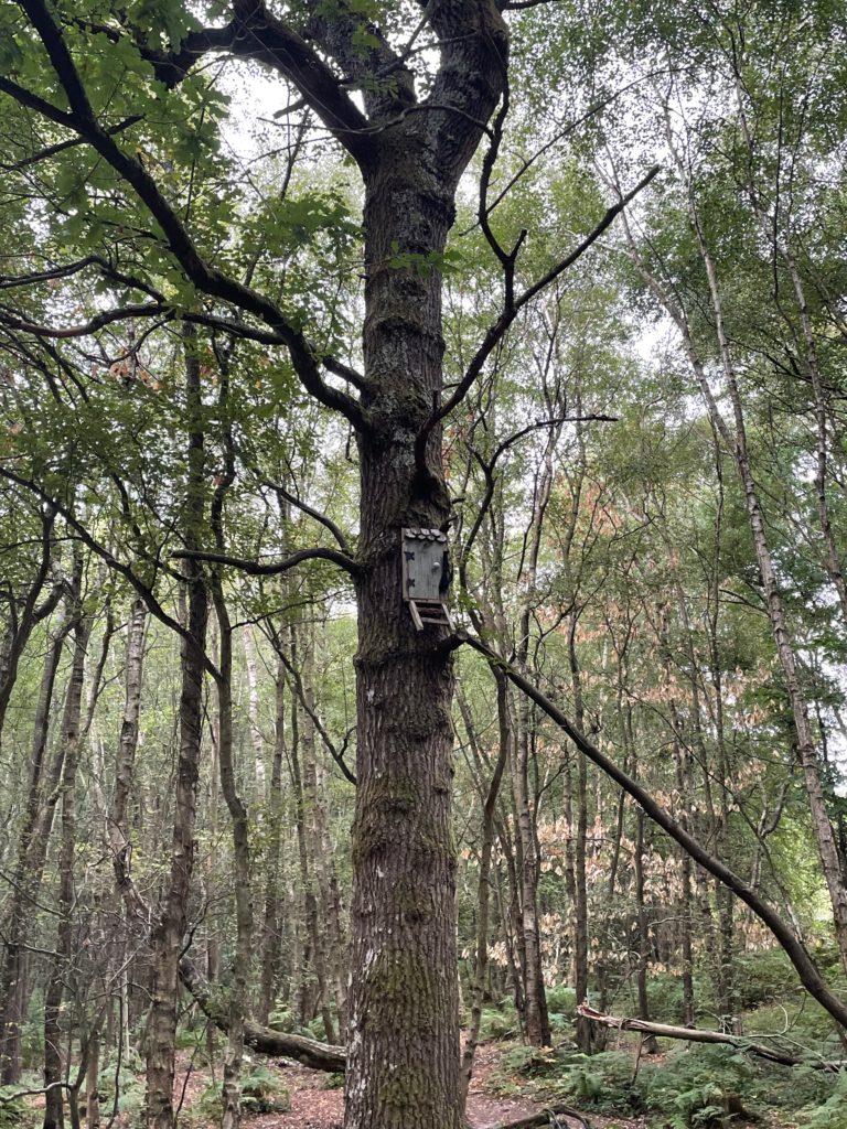 Owls house in ashdown forest