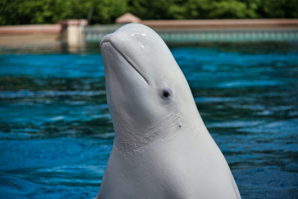 A beluga whale pops up out of the water