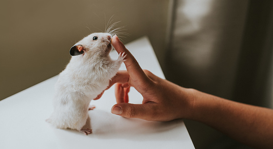 Hamster holds on to a Child's Index Finger
