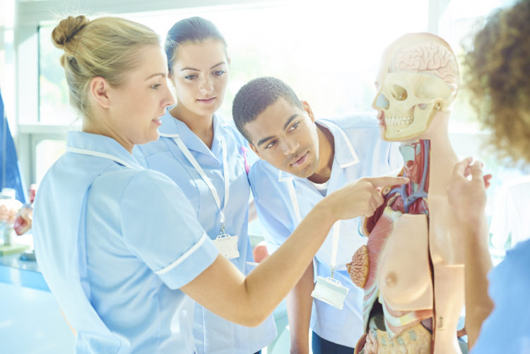 a group of male and female medical students listen to their tutor as she explains the various parts of an anatomical model .