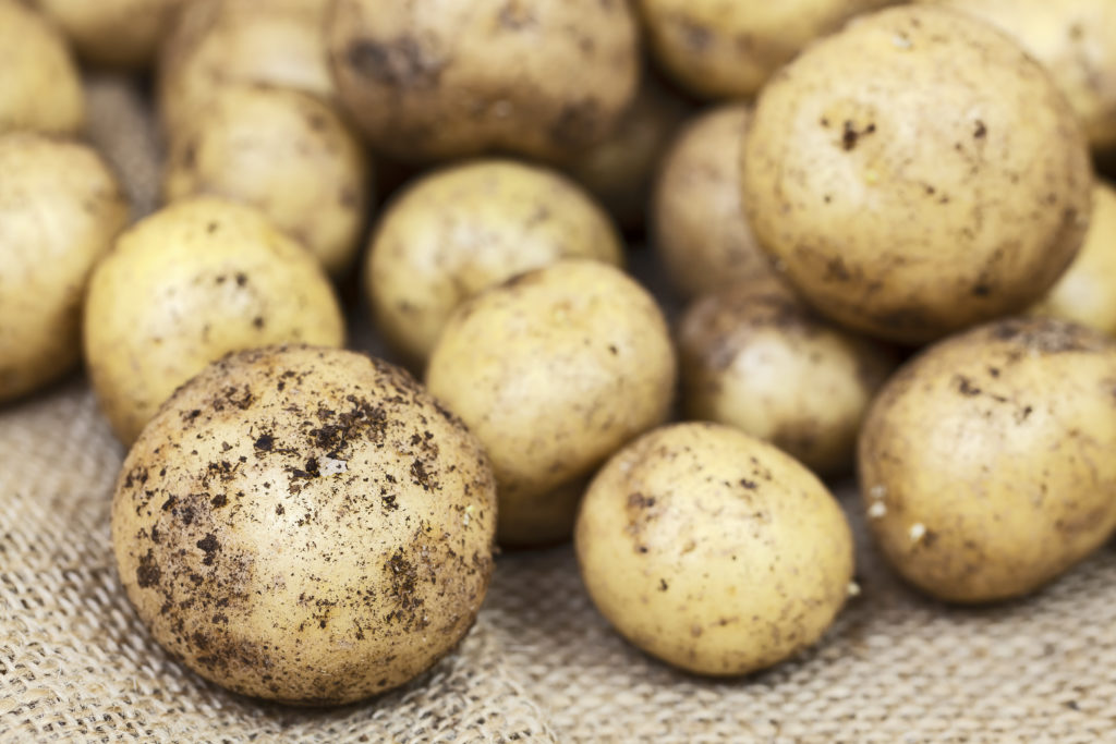 Harvested Young Fresh organic potatoes with soil