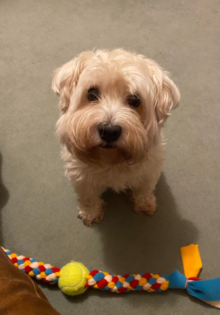 Dog looking up at camera