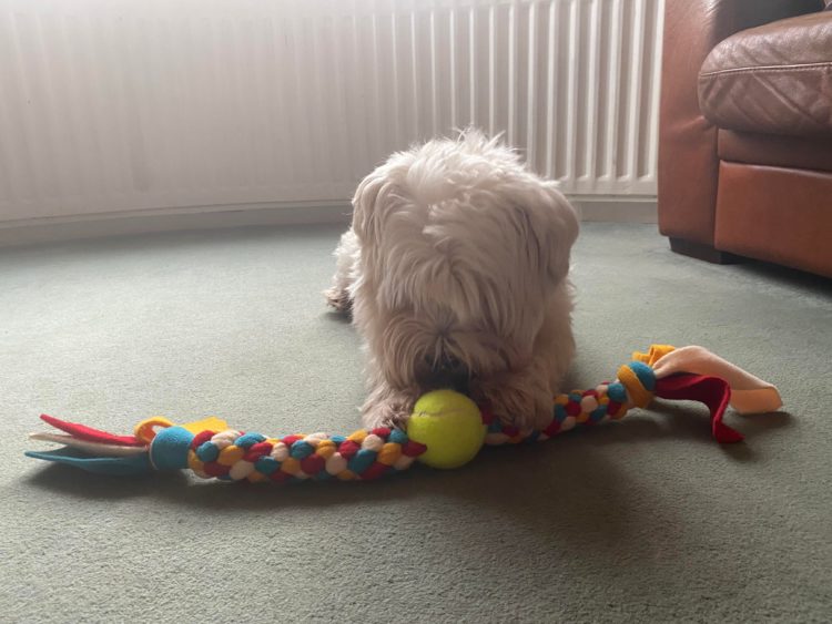Dog playing with dog toy