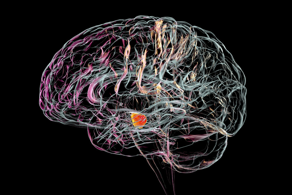 Substantia nigra in the human brain, illustration