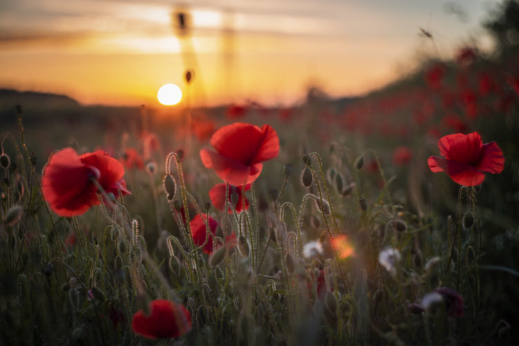 Poppy's in the evening Sun in West Yorkshire