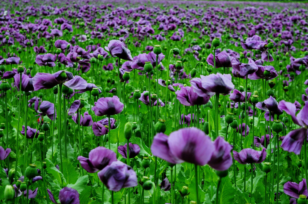 High Angle View Of Purple Poppies Blooming Outdoors