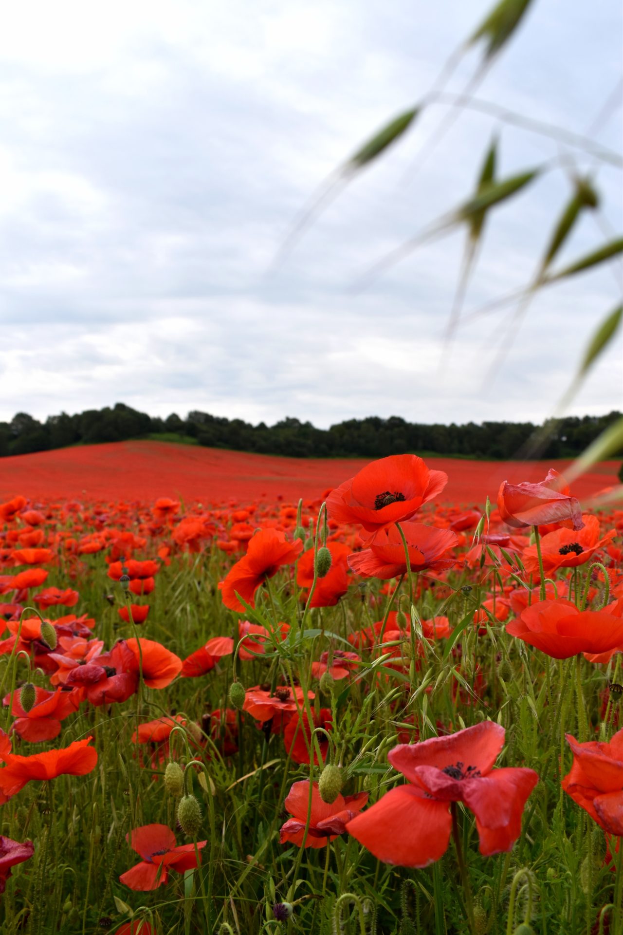 Poppy field