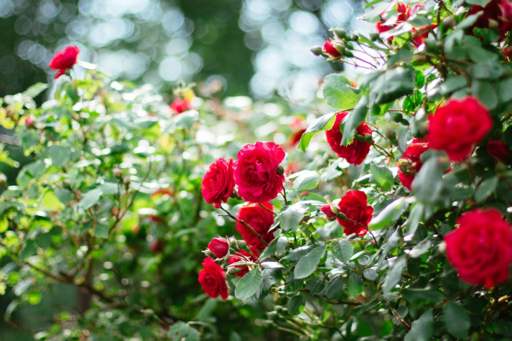 red roses in tilt shift lens