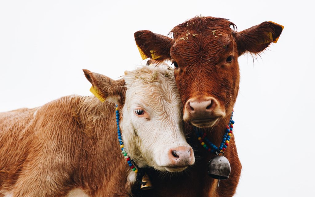 two brown cows