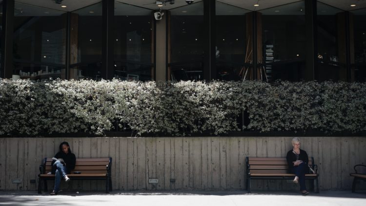 brown wooden bench near white flowers