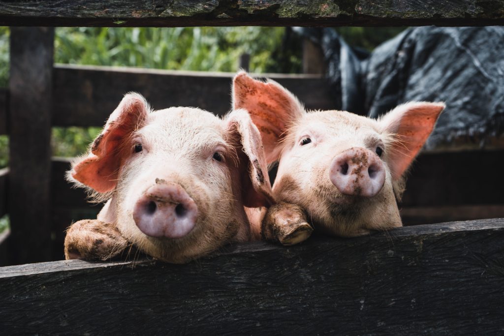 little pig