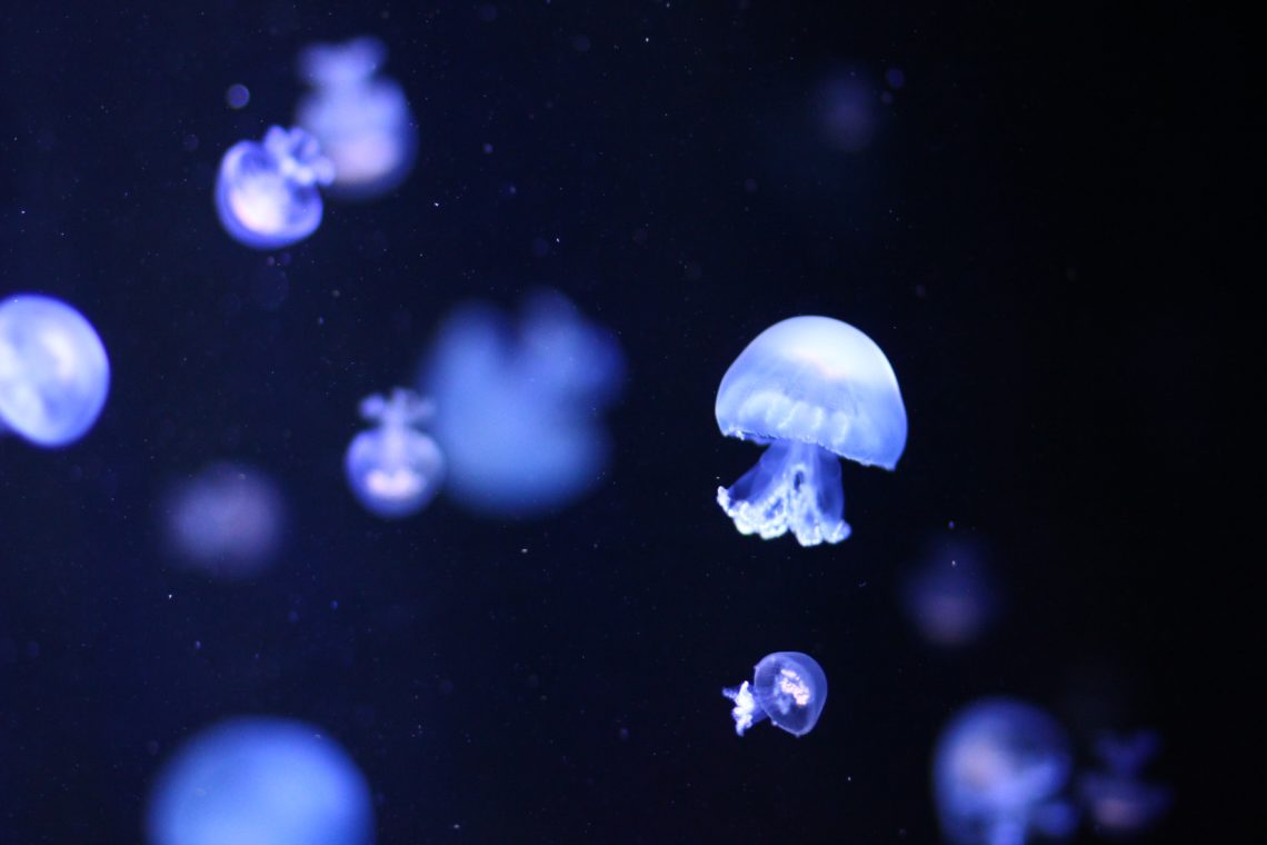 a small jellyfish in focus whilst others are blurred behind