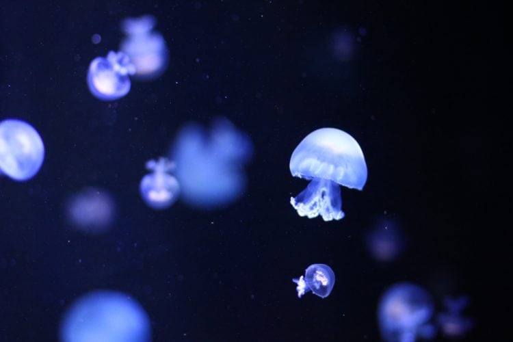 a small jellyfish in focus whilst others are blurred behind