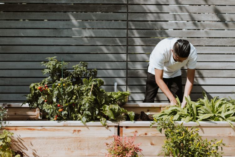 person gardening in wooden garden plot