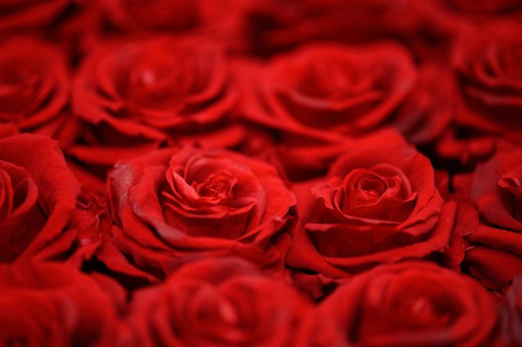 red rose in bloom