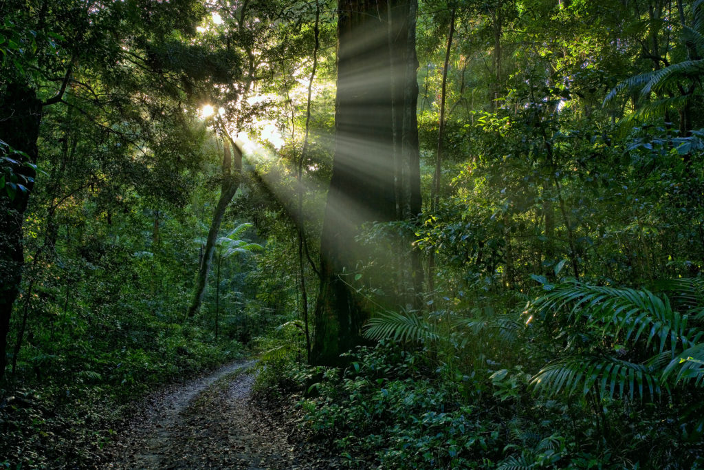Sunbeams shining through trees in the Valley of the Giants