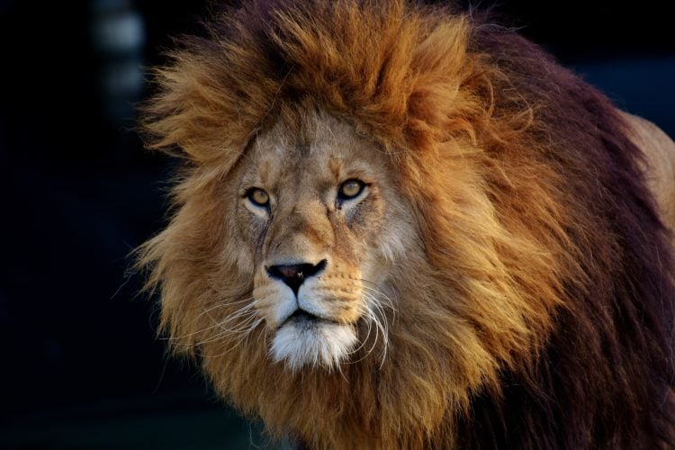 lion lying on black textile