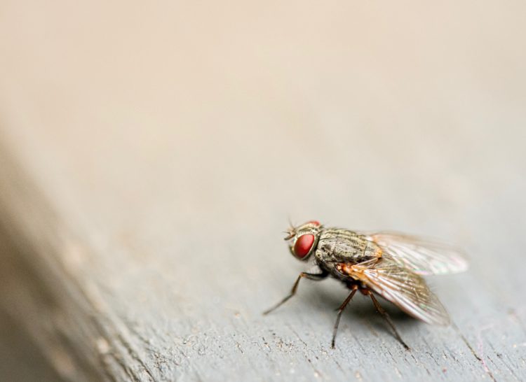 close up of brown housefly on wooden table